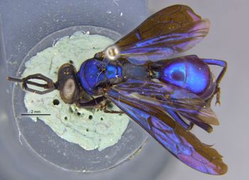 Media type: image;   Entomology 25739 Aspect: habitus dorsal view